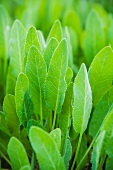Balsam herb (mint geranium)