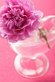 Pink peony in vase