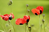 Poppies