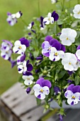 Trailing violas