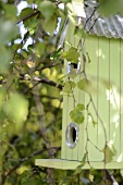 Pastel green bird box hanging in tree