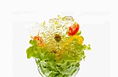 Mixed leaf salad with olive oil bubbles