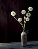 Dandelion clocks in vase on wooden table