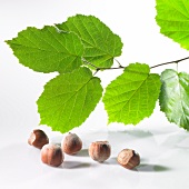 Hazelnuts and hazelnut leaves