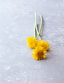 Three dandelion flowers