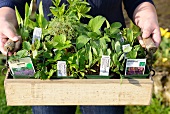 A person holding a crate of fresh herbs