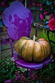 Musque de Provence pumpkin on purple garden chair