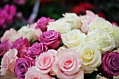 Rosenstrauss aus weissen, lila und pink Rosen