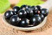 Blackcurrants on a wooden spoon (close-up)