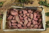 Rote Emmalie potatoes on a wooden tray