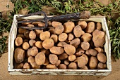 Kartoffeln der Sorte Linda auf Holztablett
