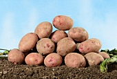 A pile of Reichskanzler potatoes