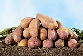 A pile of Mayan Twilight potatoes