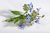 A sprig of borage with flowers