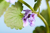 Ground ivy with a flower (close-up)