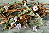 Marsh mallow roots and flowers