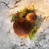 Porcini mushrooms with moss
