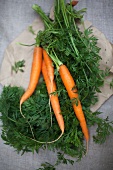 Fresh carrots with tops