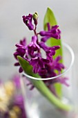 Hyacinth in drinking glass