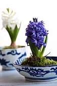 Hyacinths planted in bowls with moss