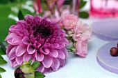 Lilac dahlias decorating table