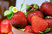 Frische Erdbeeren mit einer Blüte