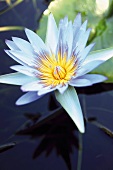 Water lily in garden pond