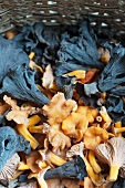 Freshly Foraged Black Trumpets and Yellow Foot Chanterelles in a Basket