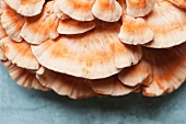 Chicken of the Woods Mushroom; Close Up