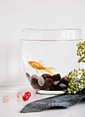 Goldfish in glass vessel with pebbles