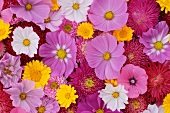 Colourful sea of flowers with marigolds, cosmea and dahlias in pink, white, yellow and red