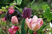 Snake's head fritillary and pink tulips in spring garden