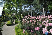 Rosenbogen und prächtig blühender Rosenstrauch in Gartenanlage mit in Form geschnittenen Hecken und klaren Gartenwegen