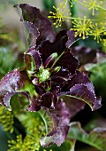 Flowering lettuce