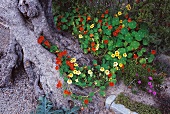 Flowering nasturtiums at foot of gnarled old tree