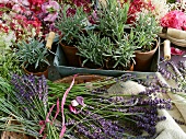 Flowering lavender and lavender plants in pots