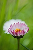 Autumn asters flowering in the garden (close-up)