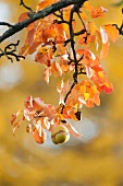 Pear tree branch with bright autumn leaves and a single pear