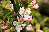 Apple Blossoms on the Branch