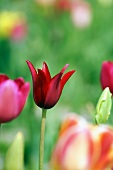 Rote Tulpenblüte im Sonnenlicht
