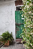 Climber-covered wall next to house entrance with rustic, green wooden door