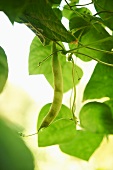 Green Bean Growing on the Vine
