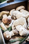 Fresh porcini mushrooms in a cardboard carton
