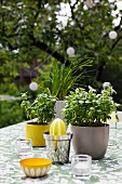 Kitchen utensils and pots of basil on table in garden