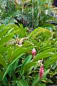 Flowering tropical garden