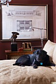 Black Labrador on bed before retro floor lamp and framed architectural drawing on dark red wall
