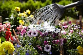 Watering a flowerbed in the garden