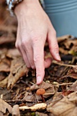 A hand pointing at a mushroom among autumn leaves