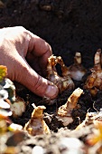 Hand pflanzt Narzissenzwiebeln in die Erde