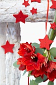 Christmas arrangement of red amaryllis flowers (variety; Rapido) and red felt stars